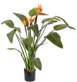 Strelitzia - Paradijsvogelbloem met 3 bloemen 110cm